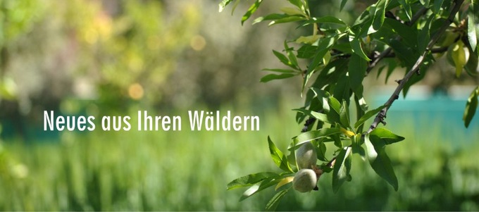 Neues aus Ihren Wäldern