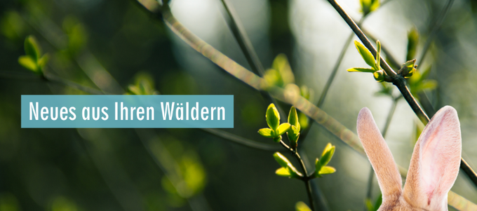 Neues aus Ihren Wäldern