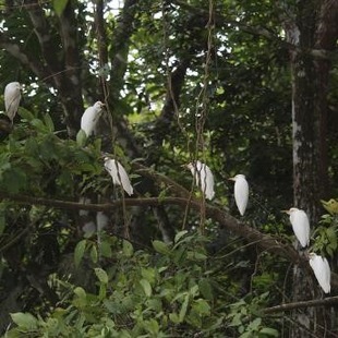 Silberreiher in unseren Wäldern