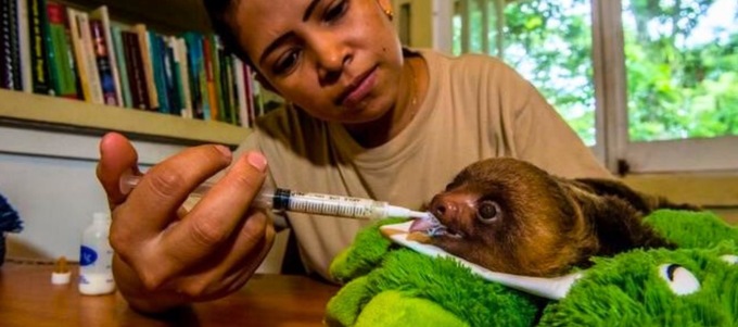 Eine Mitarbeiterin päppelt ein junges Faultier auf. Foto: appcpanama.org