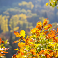 Herbst im Waldfriedhof Eifel