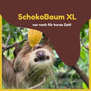 Nur noch für kurze Zeit: Der SchokoBaum in der XL Variante