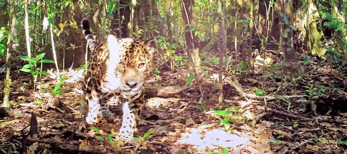 Erwischt! Ein Jaguar in seinem natürlichen Lebensraum - eingefangen durch das Monitoringprogramm von PWCC. Foto: panamawildlife.org