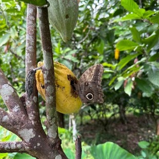 Schmetterling auf einer Kakaobohne